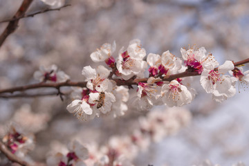 Apricot flower inflorescences on blurred background.