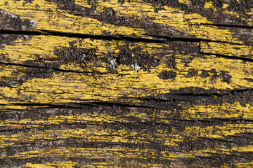 Naklejka premium A part of old yellow wooden fence. The yellow paint on wood is old and cracked. Perfect painted wooden texture.