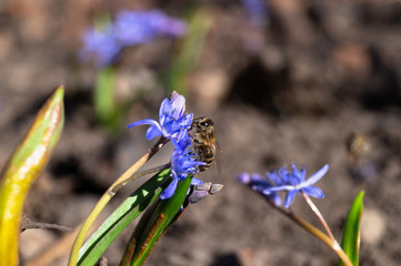 A bee on bluebell flowers in the spring garden close up. Background is blurred.
