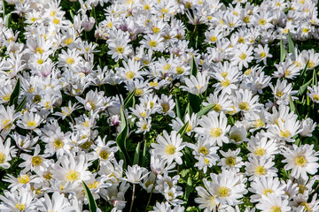 Fototapeta premium White flowers field