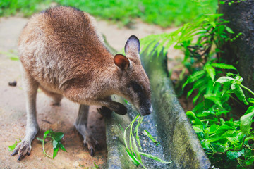A group of grey kangaroo among the green trees ,a close-up portrait of wallaby, the kangaroo family