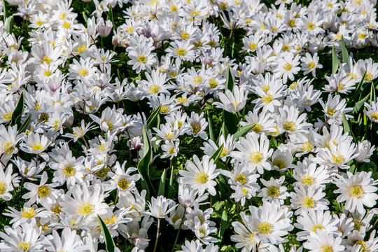 White flowers field