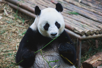Fototapeta premium Image of a chinese panda bear eating bambusa looking in camera on nature background