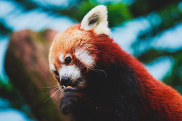 Chinese Red panda, lesser panda, the red bear-cat bear eating bambusa looking in camera on nature background