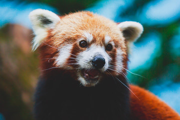 Chinese Red panda, lesser panda, the red bear-cat bear eating bambusa looking in camera on nature background