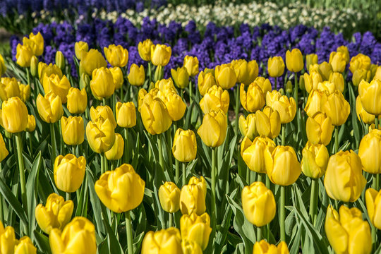 Yellow Tulip flower head