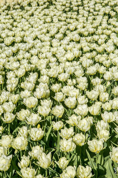 White tulip field in Keukenhof