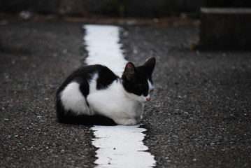 野良猫