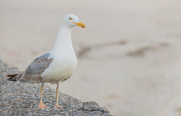 Fototapeta na wymiar gull on the dock laridae