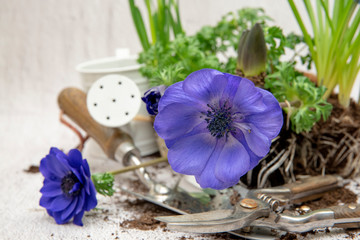 Plants replanting, anemone, waterring can, trowel, soil