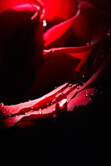 red rose flower with droplets on it. love and romance concept. copy space for design and decoration. flower on black background
