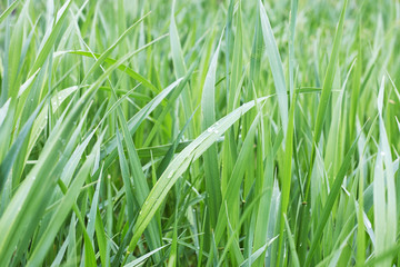 green wet grass field with droplets. nature background backdrop.