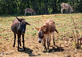 Cute donkeys walking and eating in the pen in the village on green grass