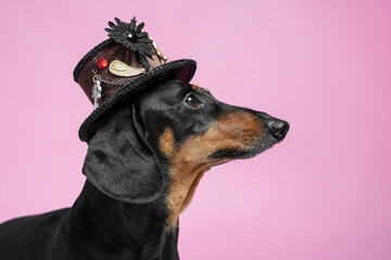 portrait adorable portrait of amazing  dachshund black and tan in a brown steampunk hat on a pink...