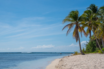 Palm trees on a tropical beach by calm ocean