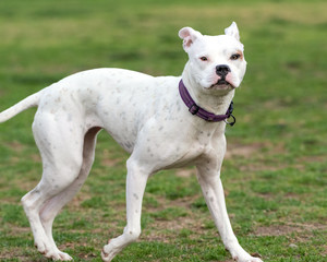 Mixed breed Pit Bull dog looks across grassy park area for next play partner.