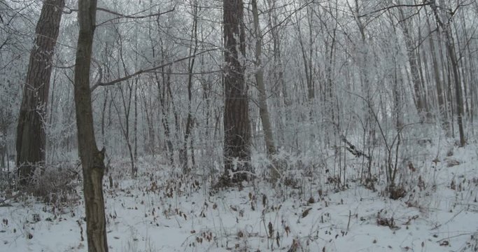 Walking Along Fronzen Woods