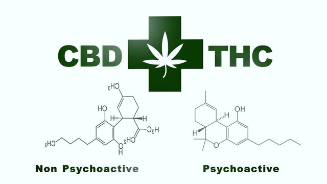 SBD & THC 3D graphics and animation of marijuana, graphic text of a bottle of oil and hemp bush in the background, alternative medicine, ligization.