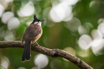 Red-headed Bulbul portrait in nature