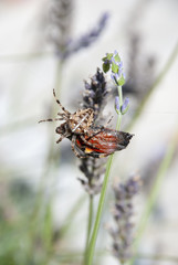 close-up of the spider and its prey