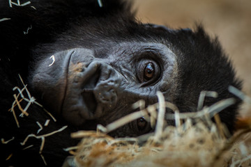 chimpanzee cub portrait in nature