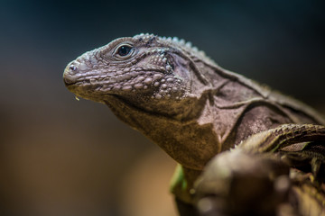 cuban iguana portrait in nature