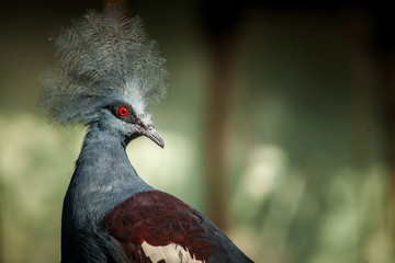 crown gray-blue portrait in nature