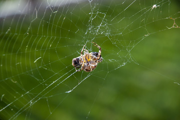 spider and prey on the net