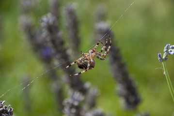 spider in the garden