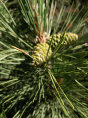Naklejka na ściany i meble Close Up of Pine Tree Needles and Pine Cones