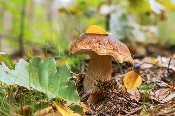 A tree leaf on the mushroom cap. Boletus mushroom in the grass.