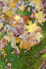 Yellow and red leaves of trees. Background of autumn leaves.