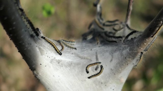 Caterpillars squirm and wriggle in their icky nest.