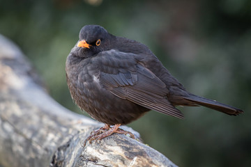 close up of blackbird in wintertime
