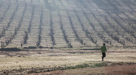 Man running along vineyard hill through the morning mist on winter