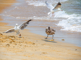 Pacific Gull Harrased