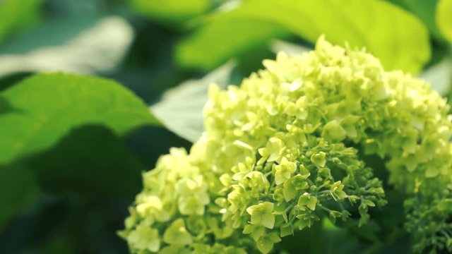 Blooming hydrangea in the garden