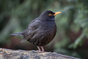 close up of blackbird in wintertime