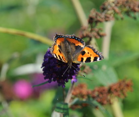 Schmetterlinge am Sommerflieder