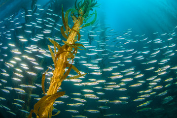 Underwater image of a school of bait fish swimming through a kelp forest in blue water