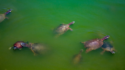 Várias especíes de tartarugas nadando no lago de água  verde, Tartaruga de ouvido vermelho, Tartaruga de orelha amarela, Tartaruga nariz de porco. Lago violão da cidade de Torres, Brasil 