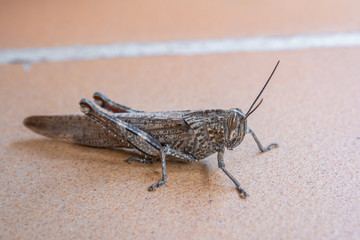 Close view of a grasshopper