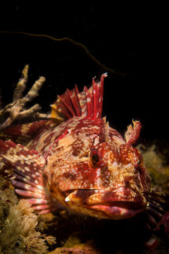 Cabezon (Scorpaenichthys marmoratus) fish resting on a reef in the Point Loma kelp beds.