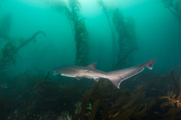 Obraz premium A prehistoric looking sevengill shark swims through a kelp forest