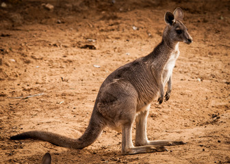 Naklejka na ściany i meble Australia kangaroo saved from major fire in Australia's forests in 2020