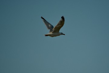 Möwe
