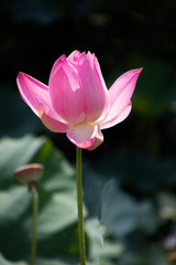 Obraz premium pink water lily