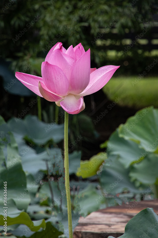 Wall mural water lily in a pond