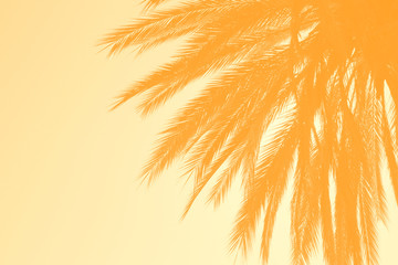 palm tree background - 316636603