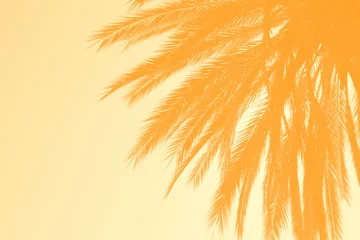 palm tree background © Jonathan Stutz